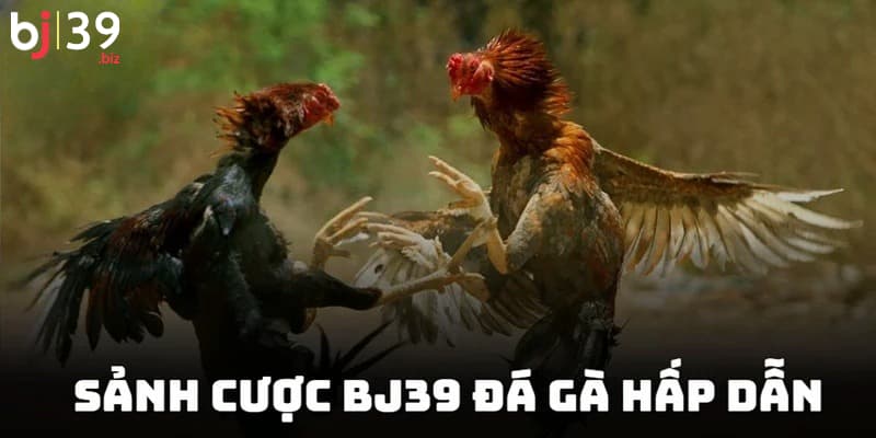 Đá gà BJ39