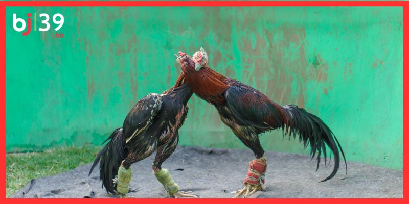 Giới thiệu về hình thức đá gà cựa dao BJ39