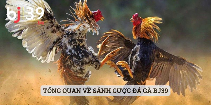Tổng quan về sảnh cược đá gà BJ39