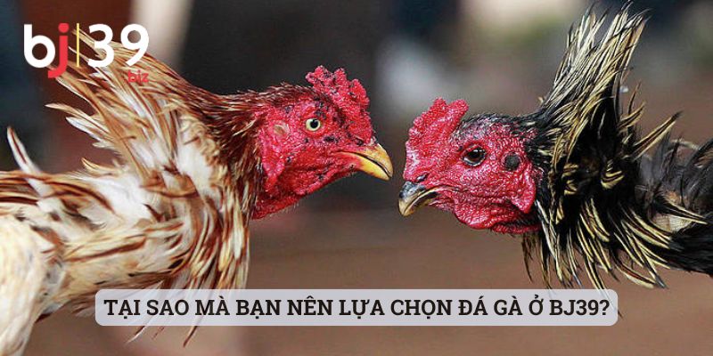 Tại sao mà bạn nên lựa chọn đá gà ở BJ39?