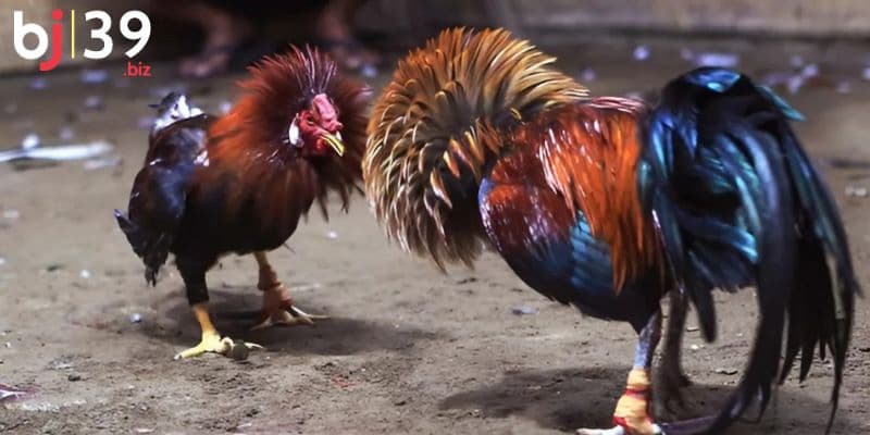 Cung cấp đa dạng thể loại đá gà